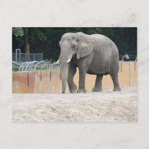 Elephant Postkarte
