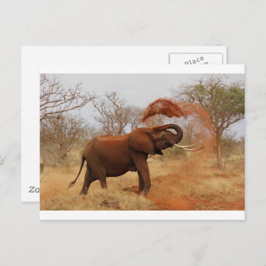Elephant Postkarte (Vorne/Hinten)