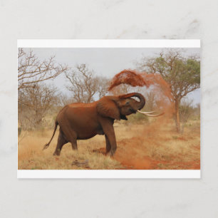 Elephant Postkarte