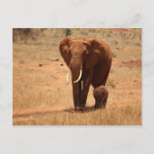 Elephant Postkarte (Vorderseite)
