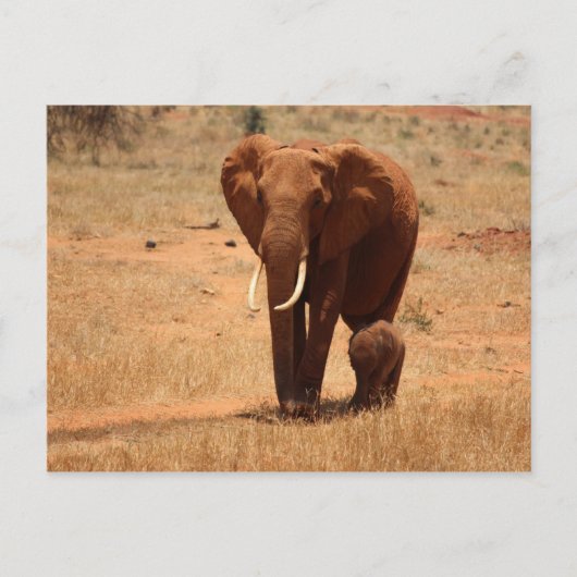 Elephant Postkarte (Vorderseite)