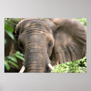 Elephant Print Poster