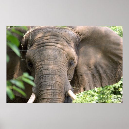 Elephant Print Poster (Vorne)