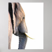 Elephant Profile Dschungeltierportrait Poster (Vorne)