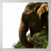 Elephant Profile Poster (Vorne)