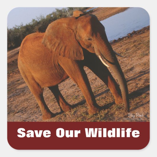 Elephant Rettete unsere Aufkleber für die Tierwelt (Vorderseite)