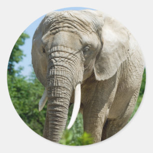 Elephant Runder Aufkleber