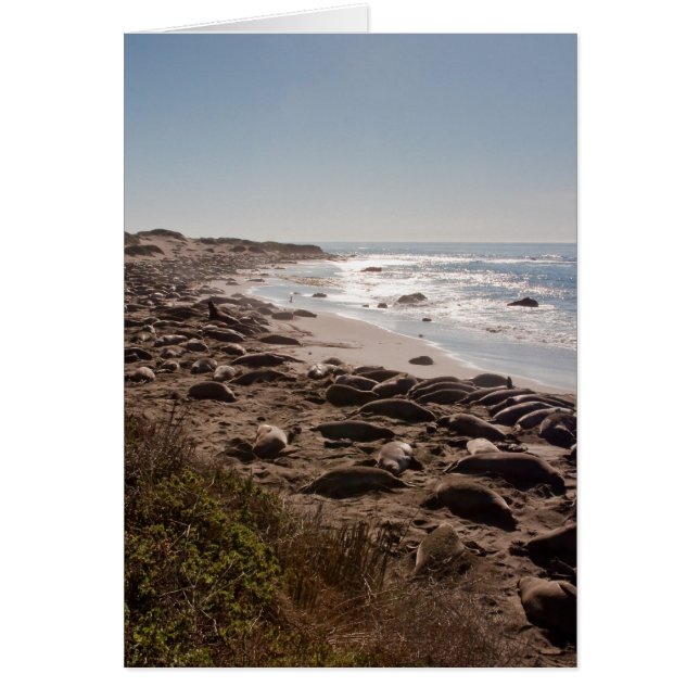 Elephant Siegel (Vorne)