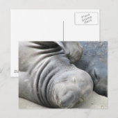 Elephant Siegel Postcard Postkarte (Vorne/Hinten)