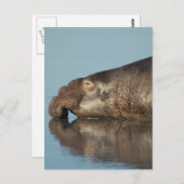 Elephant Siegel Postkarte (Vorne/Hinten)