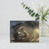 Elephant-Siegel-Postkarte Postkarte (Stehend Vorderseite)