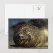 Elephant-Siegel-Postkarte Postkarte (Vorne/Hinten)