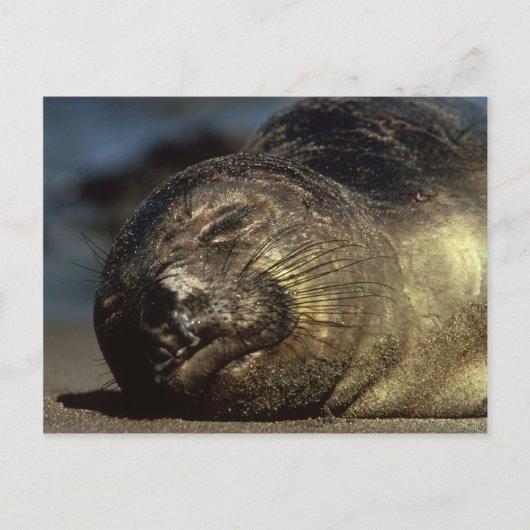Elephant-Siegel-Postkarte Postkarte (Vorderseite)