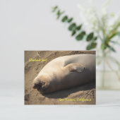 Elephant Siegel San Simeon, Kalifornien Postkarte (Stehend Vorderseite)