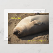 Elephant Siegel San Simeon, Kalifornien Postkarte (Vorne/Hinten)
