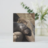 Elephant Siegels, San Simeon, Kalifornien Postkarte (Stehend Vorderseite)