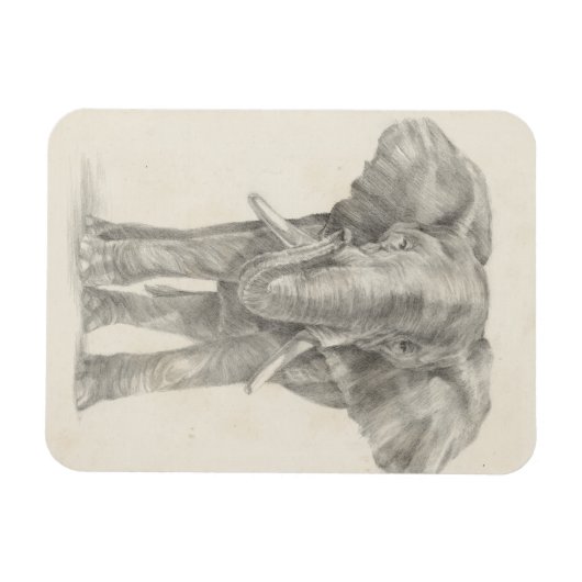Elephant Sketch Magnet (Horizontal)