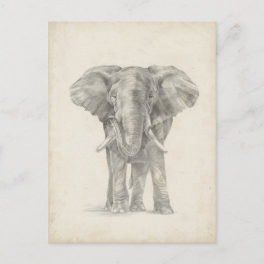 Elephant Sketch Postkarte (Vorderseite)