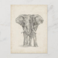 Elephant Sketch