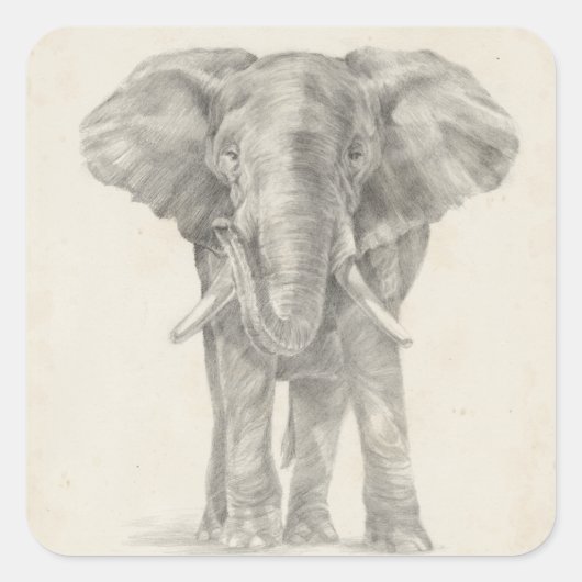 Elephant Sketch Quadratischer Aufkleber (Vorderseite)