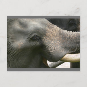 Elephant Smile Foto in Thailand Postkarte