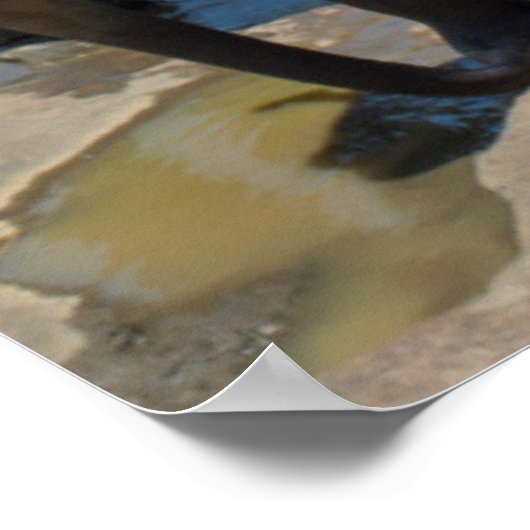 Elephant Sri Lanka Poster (Ecke)