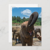 Elephant Sri Lanka Postkarte (Vorne/Hinten)