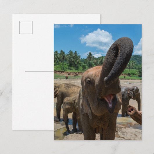 Elephant Sri Lanka Postkarte (Vorne/Hinten)