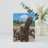 Elephant Sri Lanka Postkarte (Stehend Vorderseite)