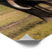 Elephant sucht die Groung Poster (Ecke)