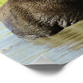 Elephant swimming (african elephant) poster, print poster (Ecke)