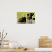 Elephant swimming (african elephant) poster, print poster (Küche)