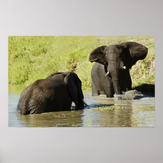 Elephant swimming (african elephant) poster, print poster (Vorne)