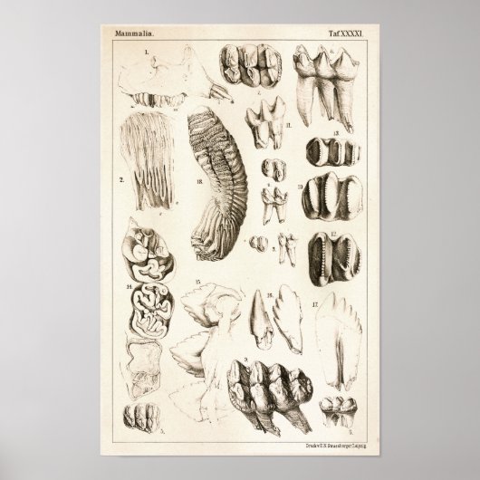 Elephant Teeth Veterinary Dental Anatomie Print Poster (Vorne)