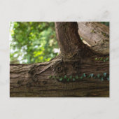 Elephant Tree Postcard Postkarte (Vorderseite)