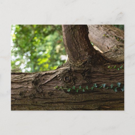 Elephant Tree Postcard Postkarte (Vorderseite)