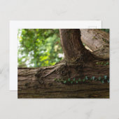 Elephant Tree Postcard Postkarte (Vorne/Hinten)