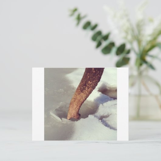 Elephant Trunk Postkarte (Stehend Vorderseite)