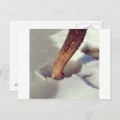 Elephant Trunk Postkarte (Vorne/Hinten)