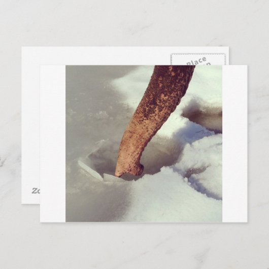 Elephant Trunk Postkarte (Vorne/Hinten)