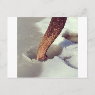 Elephant Trunk Postkarte