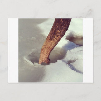 Elephant Trunk Postkarte