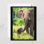 Elephant und Baby Postkarte (Vorne/Hinten)