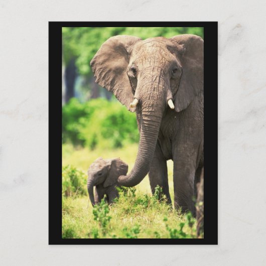 Elephant und Baby Postkarte (Vorderseite)