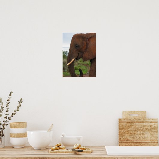 Elephant Upload in Africa Poster (Küche)