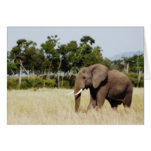 Elephant Walking Masai Mara Plains, Kenya Karte