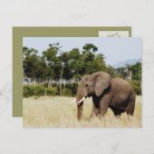 Elephant Walking Masai Mara Plains, Kenya Postcard Postkarte (Vorne/Hinten)