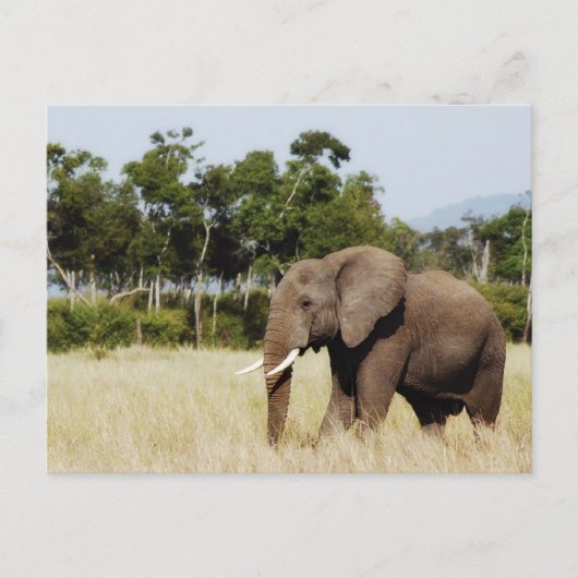 Elephant Walking Masai Mara Plains, Kenya Postcard Postkarte (Vorderseite)