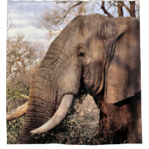 Elephant Wildlife Shower Vorhang