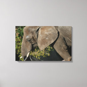 Elephant Wrapped Canvas Leinwanddruck